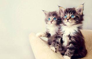 娱乐吃瓜小猫咪视频,揭秘娱乐圈那些事儿