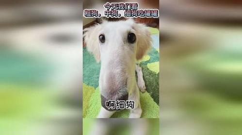 娱乐吃瓜酱细狗,娱乐吃瓜酱带你领略娱乐圈的酸甜苦辣