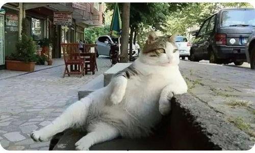 娱乐吃瓜猫捉鸟小说