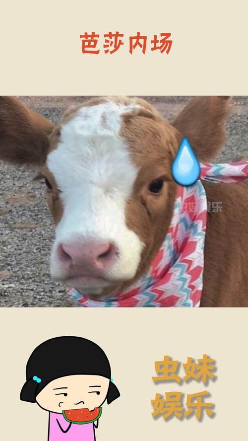 娱乐吃瓜酱一半,吃瓜酱一半，真相大揭秘！